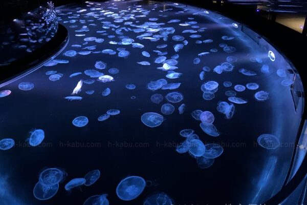 すみだ水族館　くらげ